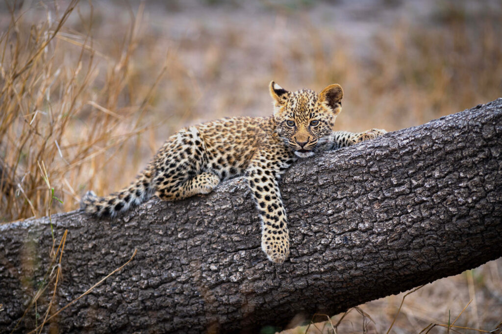 KiliClimb Africa Safaris | Tanzania Safaris & Kilimanjaro Treks