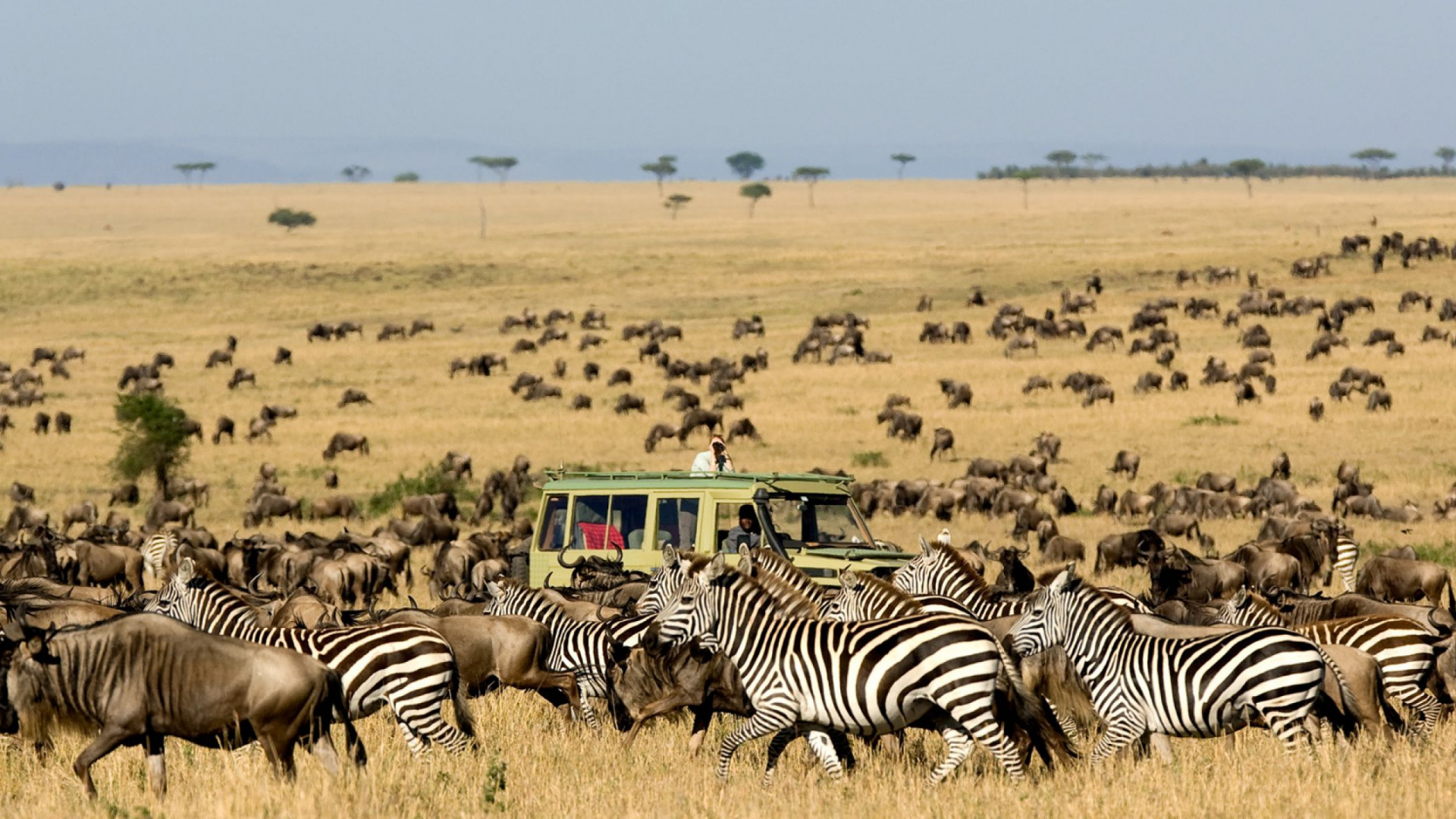 Discover wildlife migration in Tanzania, including Serengeti migration seasons, river crossings, calving periods, and the best time to visit with Kili Climb Africa Safaris.