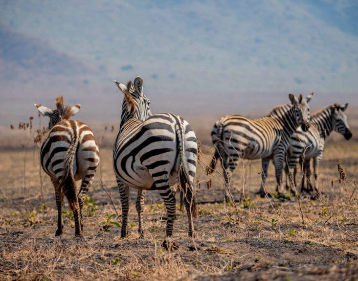 2days tarangire and ngorongoro3