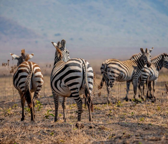 2days tarangire and ngorongoro3