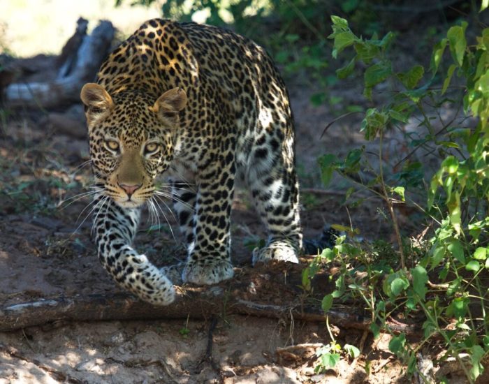 Africa-Botswana-Chobe-Leopard-boy-2