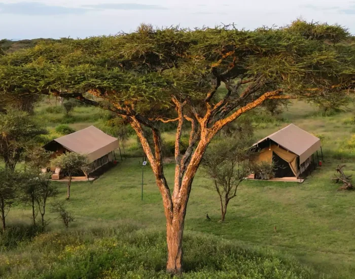 Africa Safari South Serengeti2