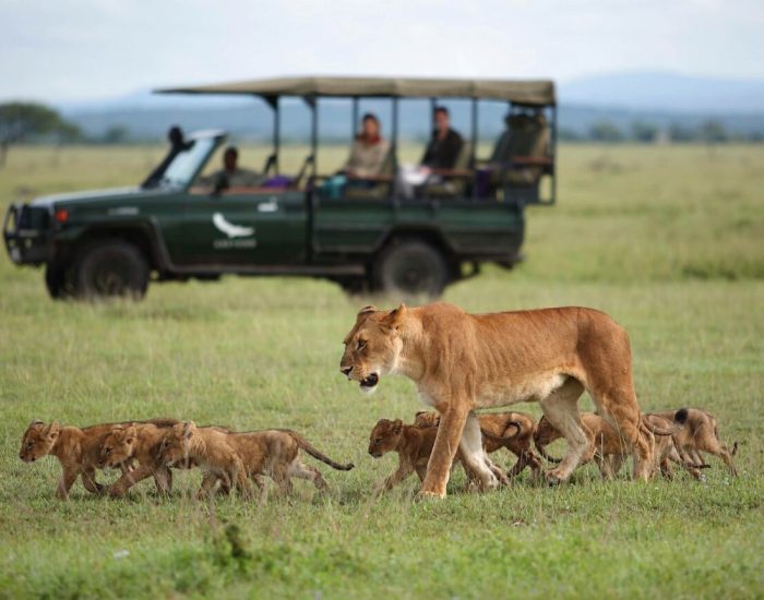 Africa-Tanzania-Grumeti-Experience-Game-drive-branded-vehicle-with-lion