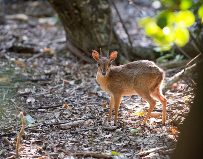 Africa-suni-antelope-Zanzibar-Mnemba-Island-
