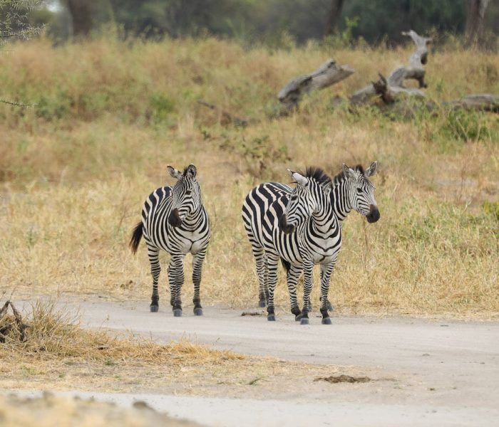 Arusha national Park