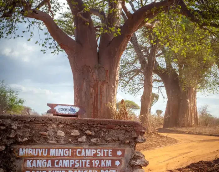 BAOBAB_CAMP_2023-