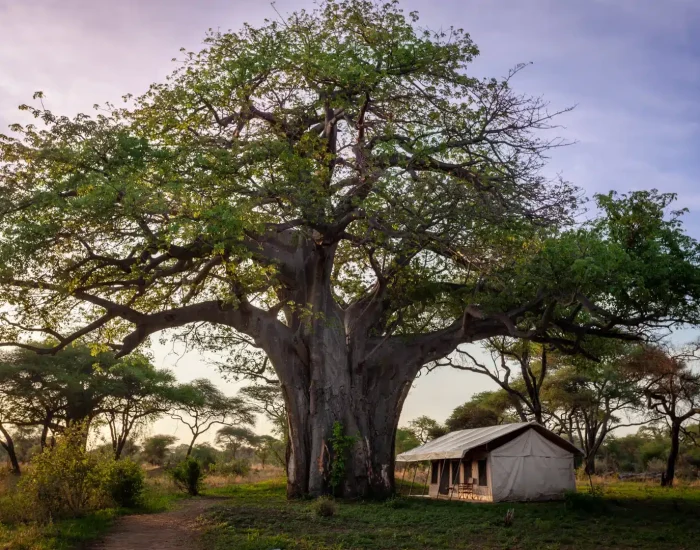 BAOBAB_CAMP_2023-12 tree