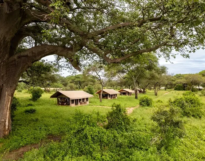 BAOBAB_DRONE-11_8