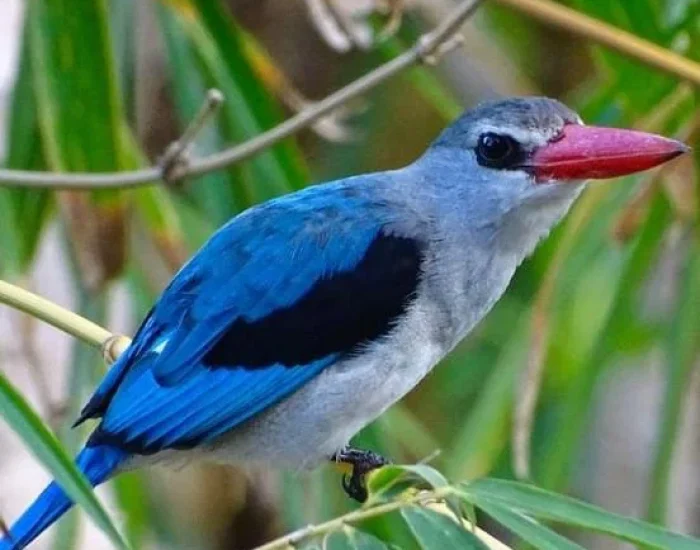 BIRD IN CHOLE