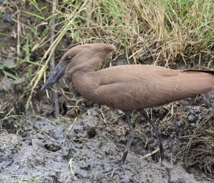 BIRDING SAFARI