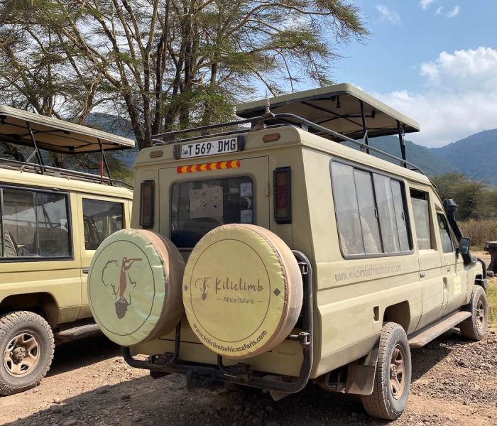 Back View Safari car