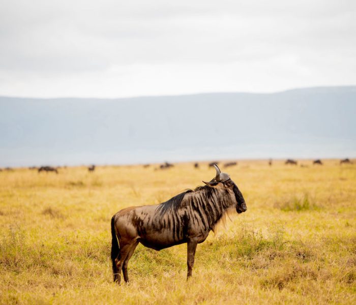 Bespoke Tanzania Safari3