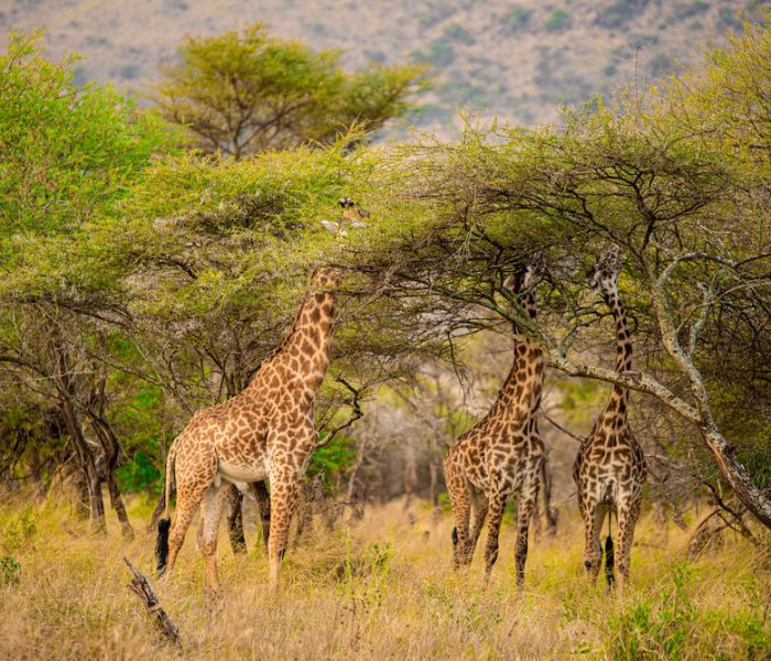 Bespoke Tanzania Safari5