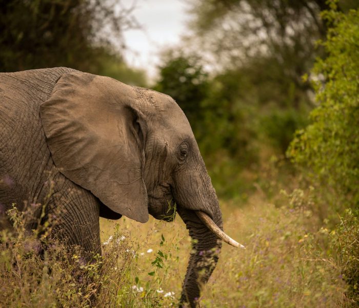 Big Five