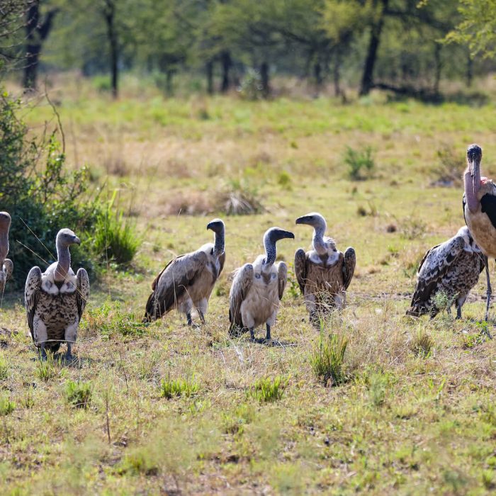 Bird watching safari