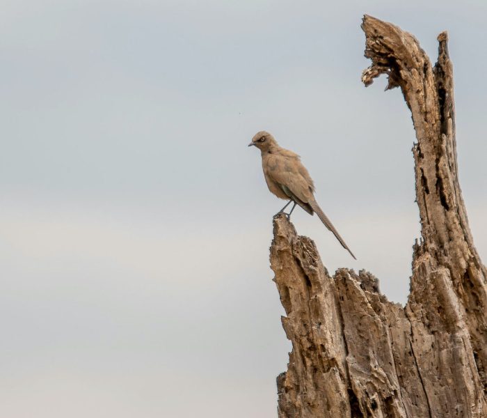 Birding