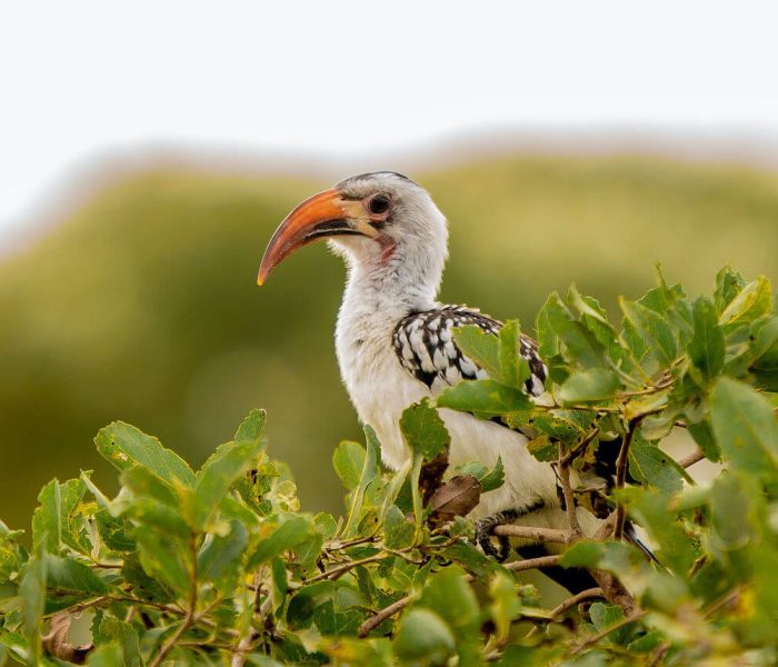 Birding Safari in Tanzania