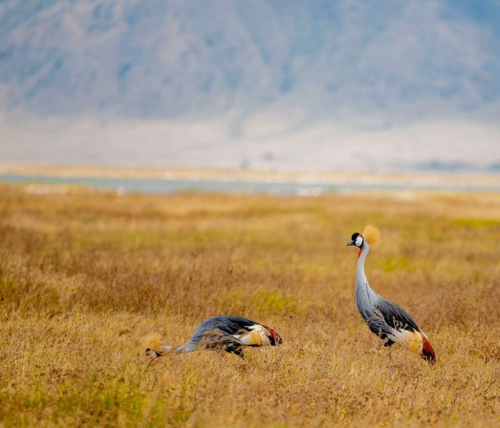 Birding in Family tour