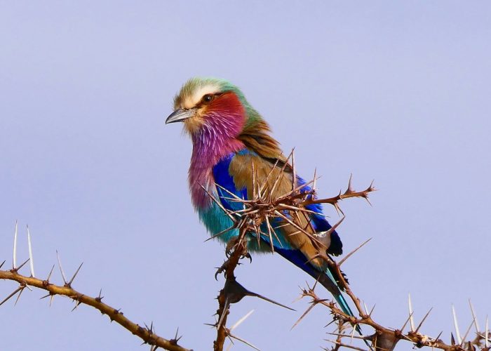 Birding in Tanzania