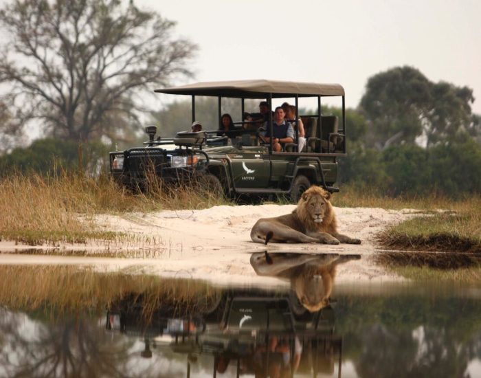 Botswana-Sandibe-Experience-Game-Drive-male-lion-at-water-with-vehicle-