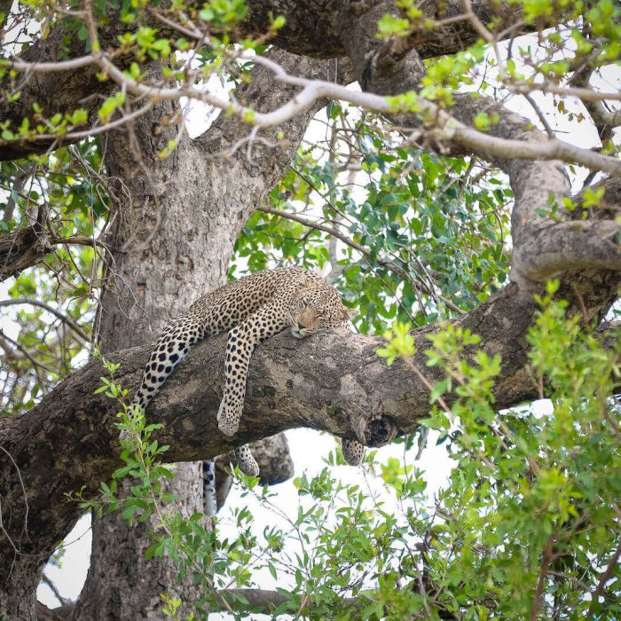 CULTURAL SAFARI AND WILDLIFE SAFARI ADVENTURE