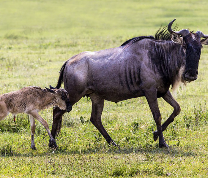 Calving Wildebeest