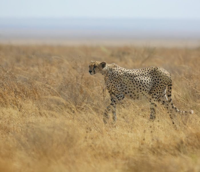 Cheetah of Tanzania