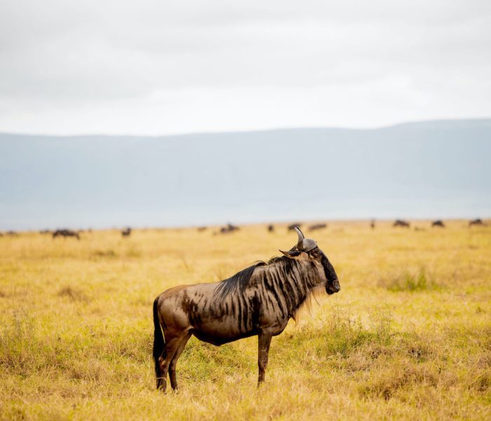 Crater Safari
