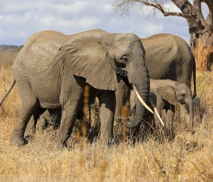 ELEPHANTS GROUP SAFARI