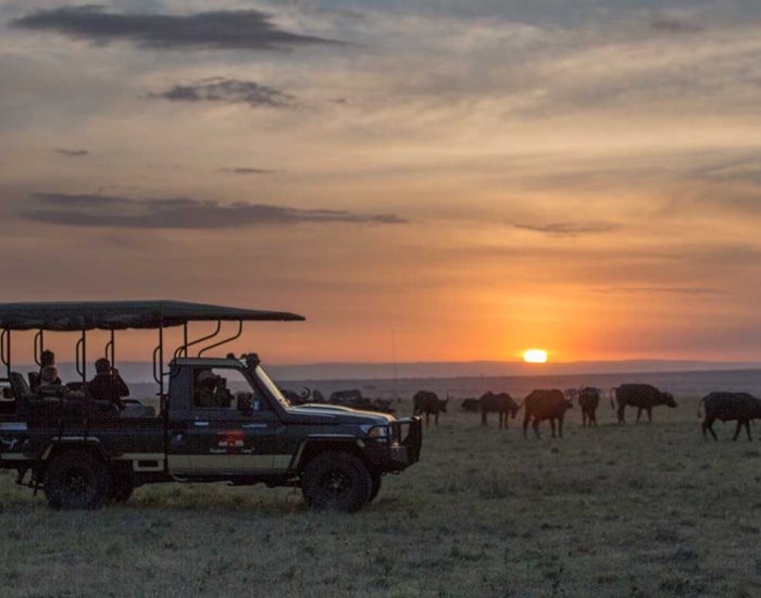 Elephant-Pepper-Camp---game-drive---buffalo - KILICLIMB AFRICA SAFARIS