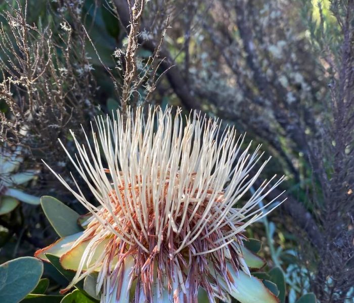 Flowers of kilimanjaro