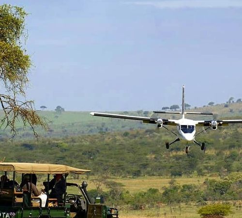 Flying safari