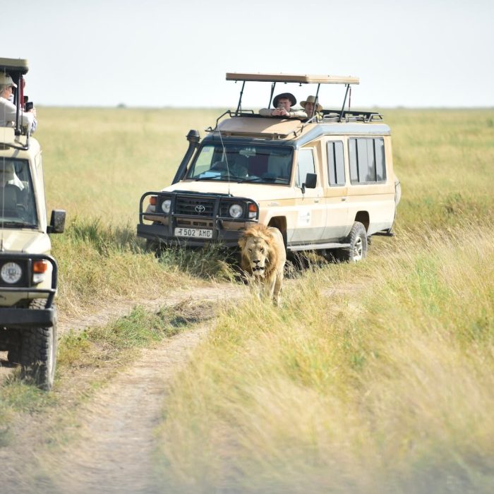 Game Drive Tanzania safari