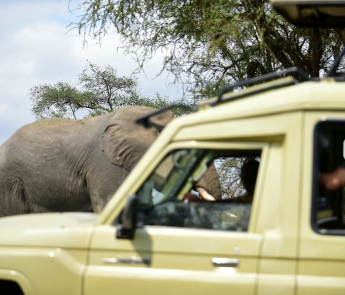 Game Drive in Tarangire national park