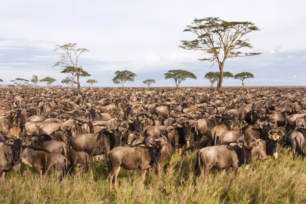 Serengeti sunset or wildebeest migration