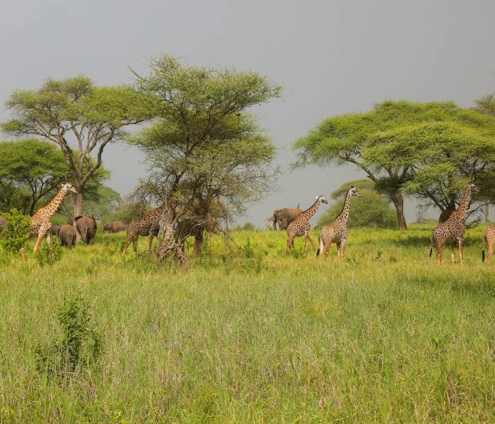 Girraffe & Elephants in Tarangire