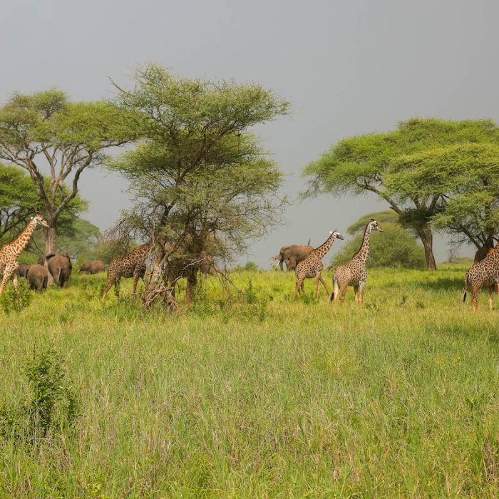 Girraffe & Elephants in Tarangire