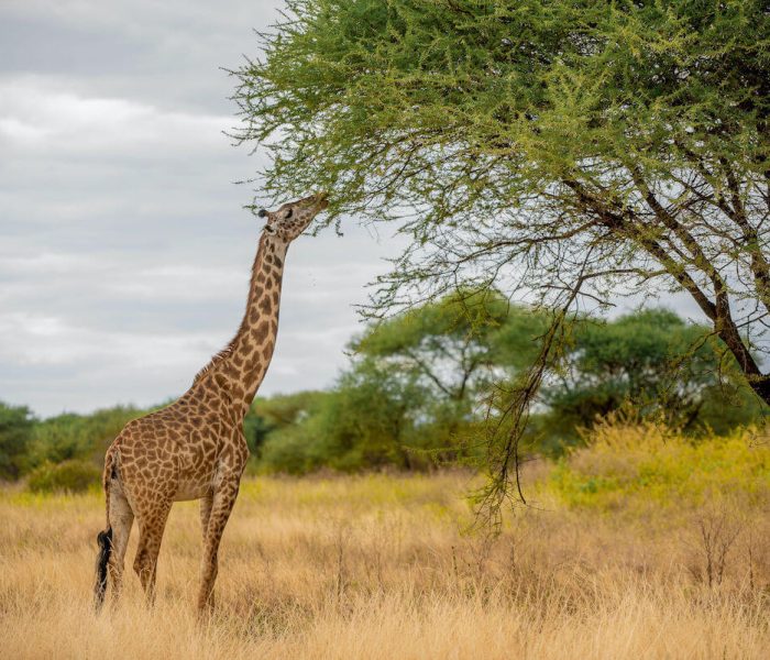 Girraffe eat Accacia Leaves