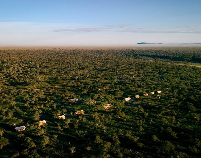 Gnu Ndutu Camp serengeti