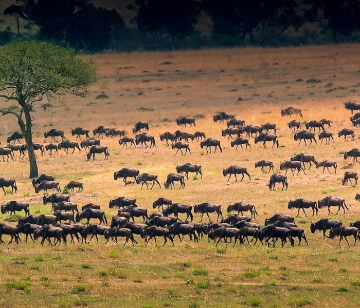 Great Migration safaris