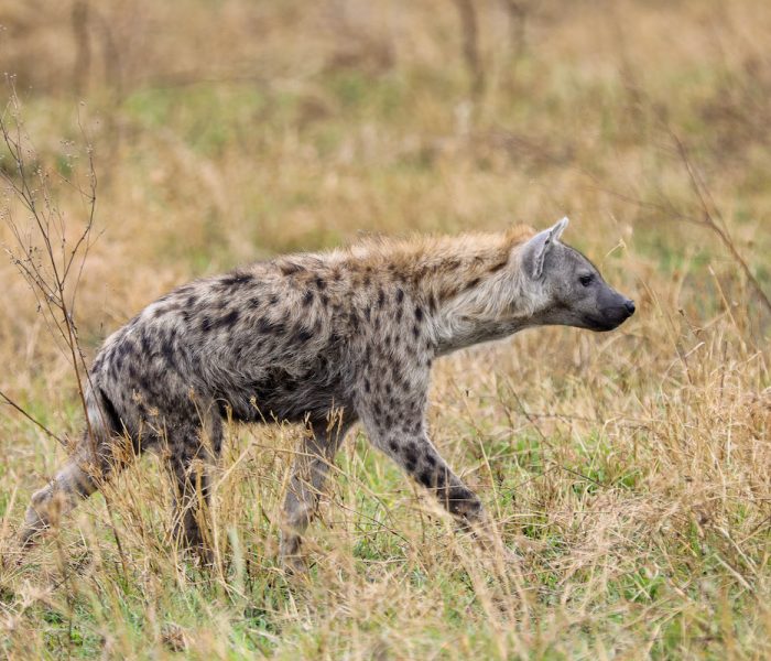 Hyena safari Tanzania