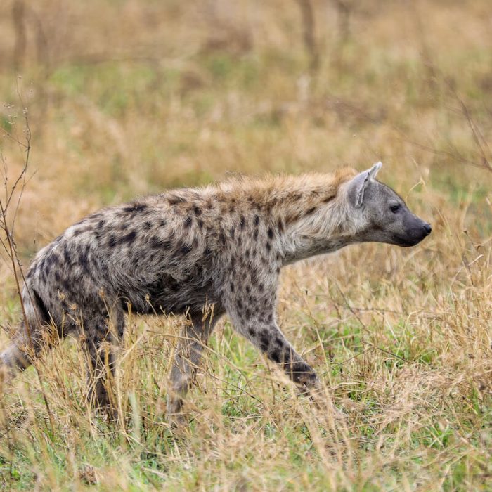 Hyena safaris in serengeti