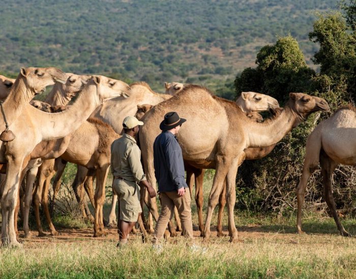 Kenya-Suyian-Conservancy-Walk-with-Camels-14-