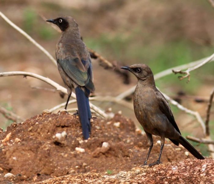 Kiliclimb bird watching11