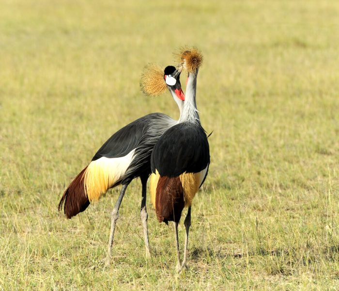 Kiliclimb bird watching12