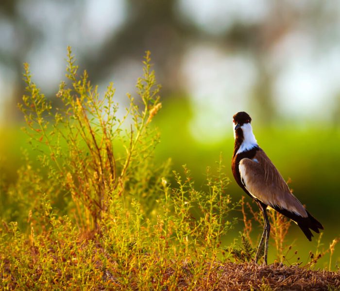 Kiliclimb bird watching121