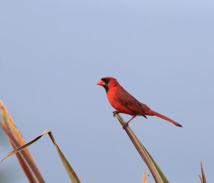 Kiliclimb bird watching122
