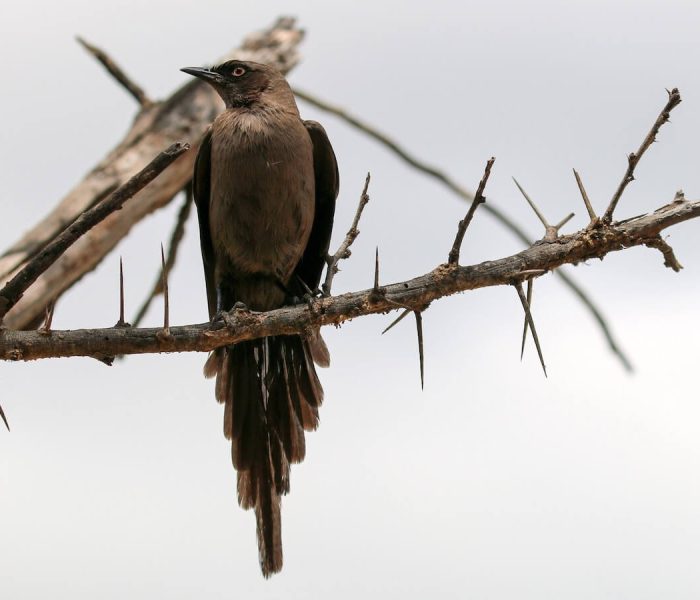 Kiliclimb bird watching123