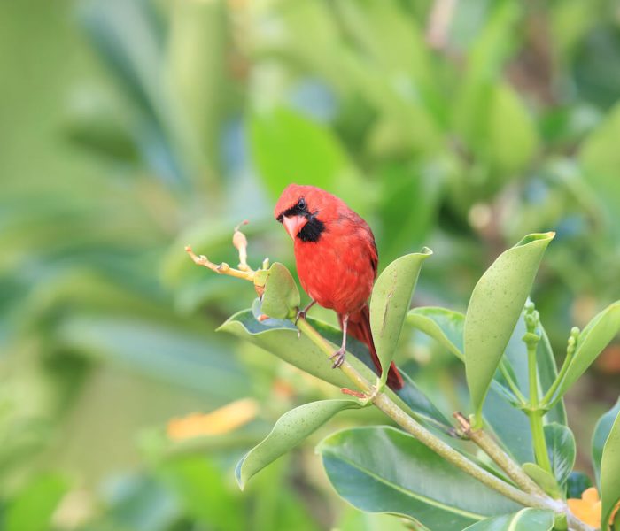 Kiliclimb bird watching1241