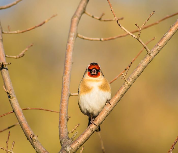 Kiliclimb bird watching1242